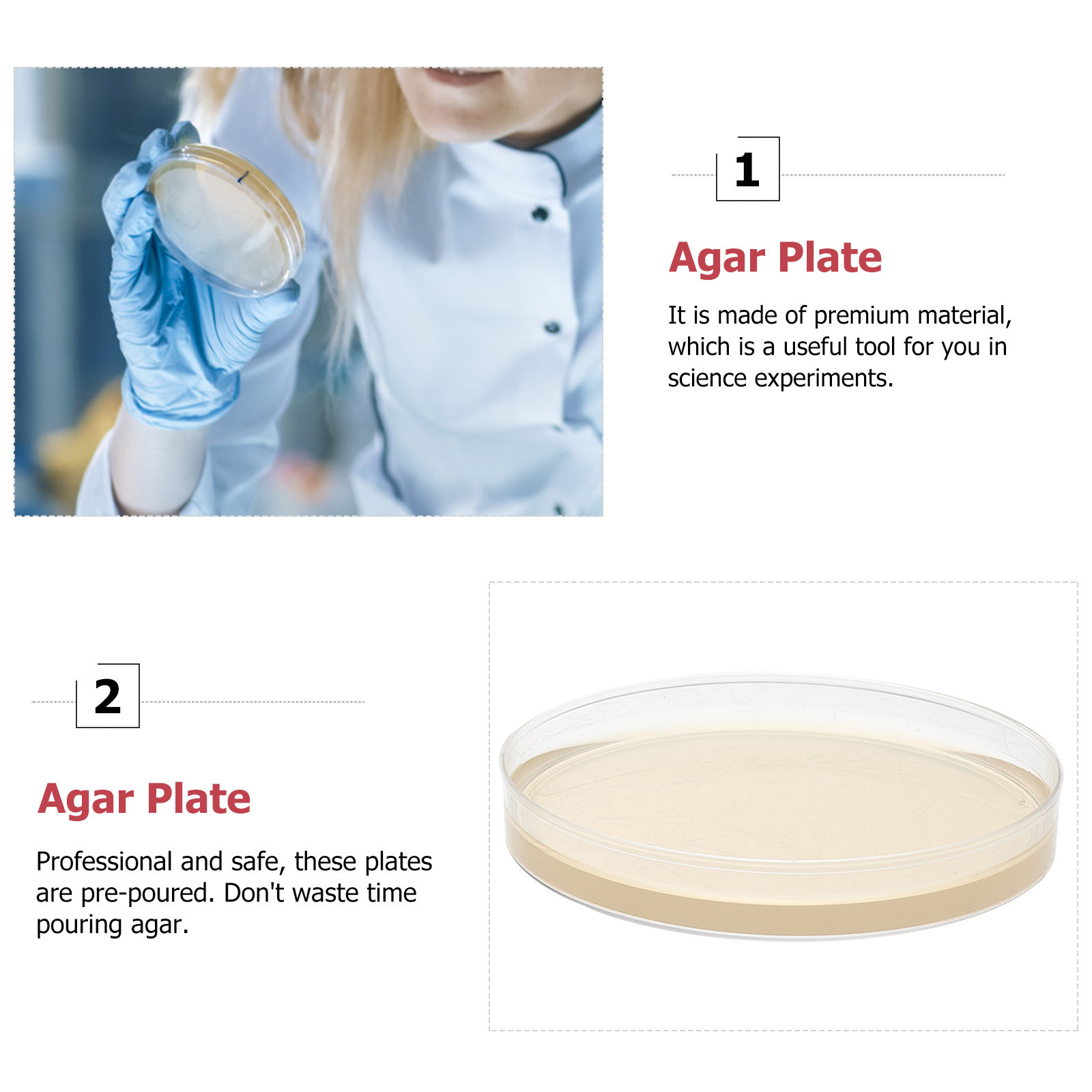 10 Piastre di Agar Nutritivo P - Science Project recensione e prezzo