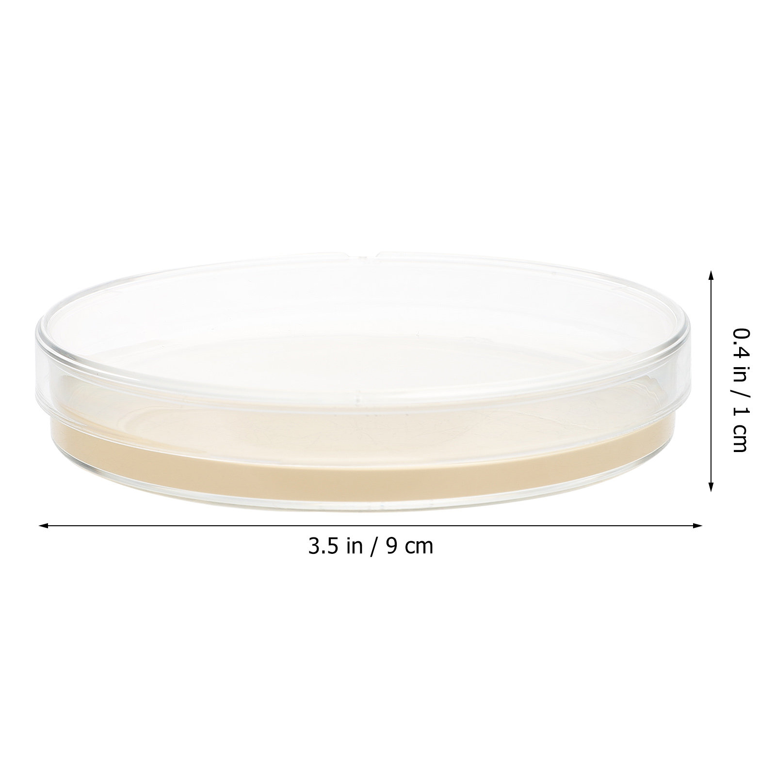 10 Piastre di Agar Nutritivo P - Science Project recensione e prezzo